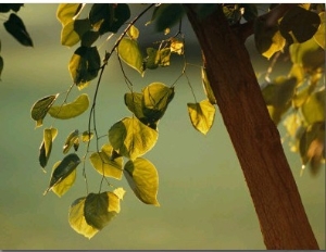 Close View of a Tree Branch and Leaves
