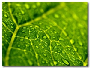 Close View of Droplets of Water on a Leaf, Groton, Connecticut