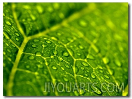 Close View of Droplets of Water on a Leaf, Groton, Connecticut