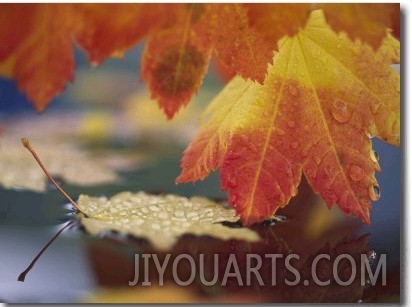 Close up of Autumn Vine Maple Leaves Reflecting in Pool of Water, Bellingham, Washington, USA