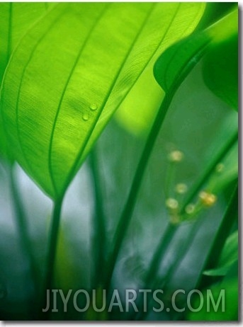 Detail of Tropical Foliage, Thailand