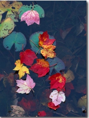 Fall Leaves on Top of Water, New England