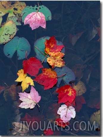 Fall Leaves on Top of Water, New England