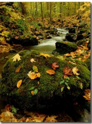 Fallen Leaves on Rocks Next to a Mountain Stream