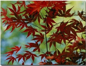 Japanese Maple Leaves