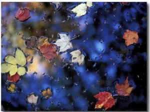 Leaves in a Pond Next to Kilburn Loop Trail, Pisgah State Park, New Hampshire, USA