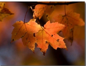 Maple Leaves in the Fall in Middlebury, Vt