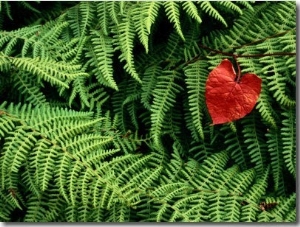 Mountain Bindweed and Fern Fronds