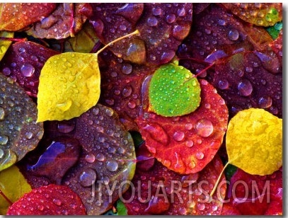 Multi Colored Aspen Leaves with Rain Drop