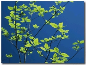 New Spring Foliage Leafing out on a Tree Branch