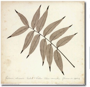 Pistacia Leaf