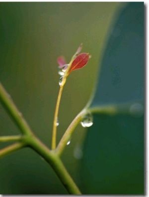 Rain Drops on New Leaf Shoots of a Mountain Swamp Gum Tree, Yellingbo Nature Reserve, Australia