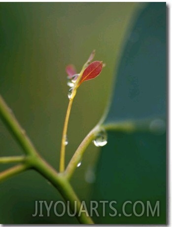 Rain Drops on New Leaf Shoots of a Mountain Swamp Gum Tree, Yellingbo Nature Reserve, Australia