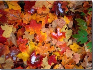 Snow on Autumn Leaves Near Heart Lake in the Adirondak Mountains in Upstate New York, USA