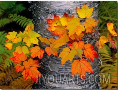 Sugar Maple Leaves Set against the Trunk of a Yellow Birch Tree