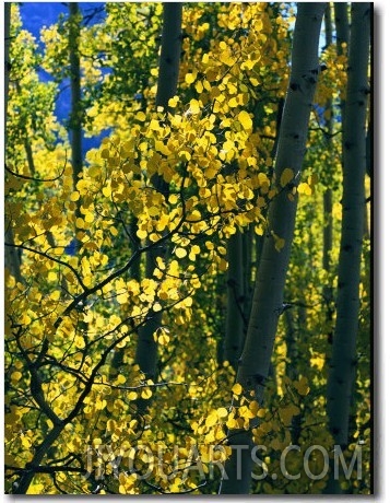 Sunlight Filters Through the Autumn Leaves of Aspen Trees