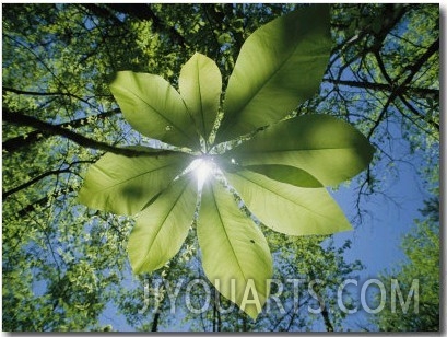 Sunlight Filters Through the Leaves of an Umbrella Tree