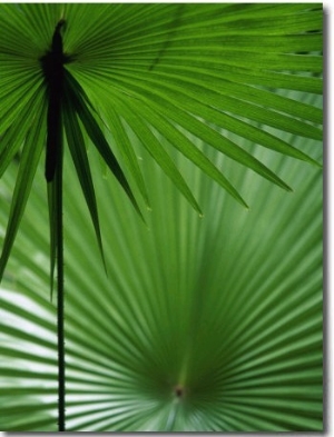 Tropical Grasses, Nadi, Viti Levu