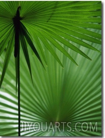 Tropical Grasses, Nadi, Viti Levu