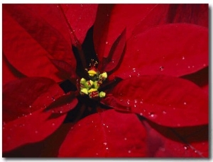 A Close View of Dew Drops on a Poinsettia Plant