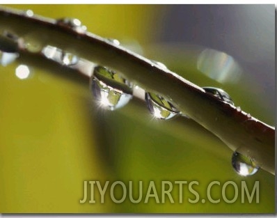 A Close up of Water Droplets on a Blade of Grass