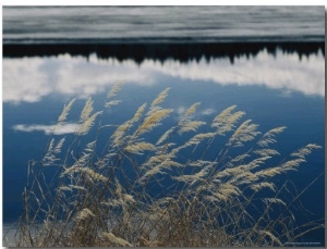 A Clump of Grasses is Framed by Reflections of Sky and Trees in the Lake