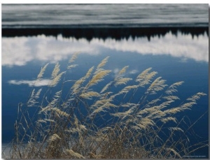 A Clump of Grasses is Framed by Reflections of Sky and Trees in the Lake