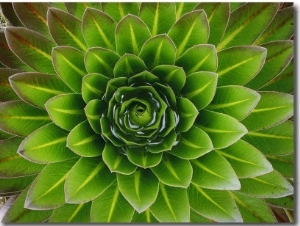 A Giant Lobelia Plant