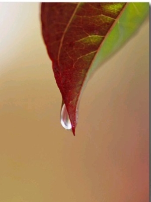 A Raindrop Clinging to the Tip of a Dogwood Leaf in Autumn