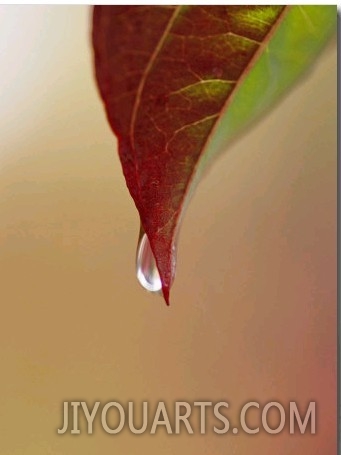 A Raindrop Clinging to the Tip of a Dogwood Leaf in Autumn