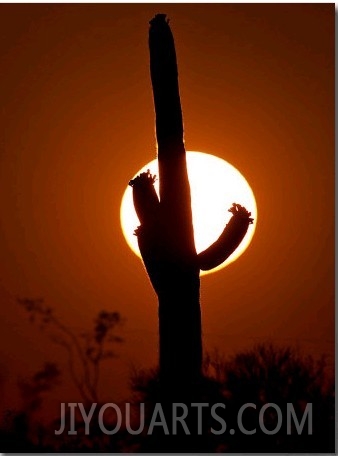 A Saguaro Cactus is Silhouetted as the Sun Sets Over the Southwestern Desert