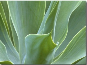 Agave Plant, Maui, Hawaii, USA