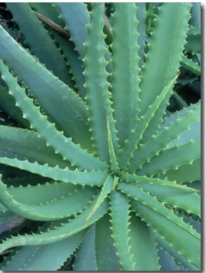 Agave, Leaf Detail, La Corse, France