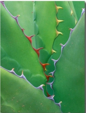 Agave, Sonora Desert Museum, Tucson, Arizona, USA