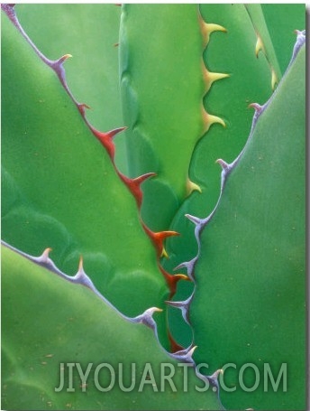 Agave, Sonora Desert Museum, Tucson, Arizona, USA