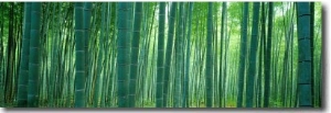 Bamboo Forest, Sagano, Kyoto, Japan