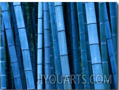 Bamboo, Kyoto, Japan