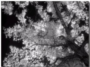 Black and White Infrared Image of Trees, Colorado NM, CO