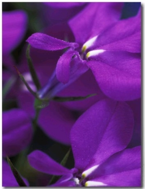 Close up of Purple Flower