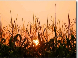 Cornfield at Sunrise