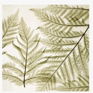 Ferns I