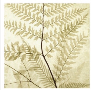 Ferns II