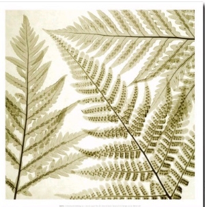 Ferns III