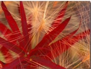 Fireweed and Wild Barley in Denali National Park, Alaska, USA