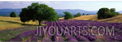 Flowers in Field, Lavender Field, La Drome Provence, France