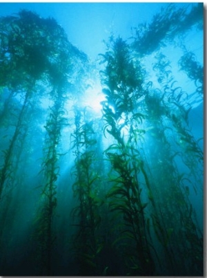 Kelp Forest Underwater, Tasmania, Australia