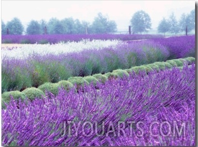 Lavender Field, Sequim, Washington, USA