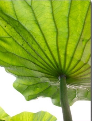 Lotus Leaf Texture