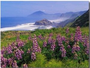 Lupine Flowers and Rugged Coastline along Southern Oregon, USA