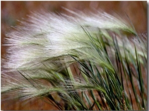 Prairie Grass